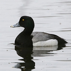 Greater Scaup